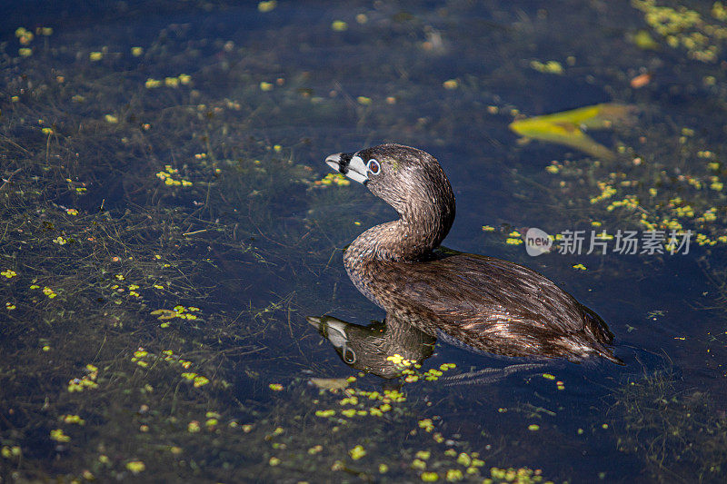 各种各样的账单Grebe, pid -billed Grebe, American dabchick。